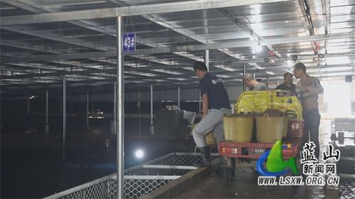 藍山縣 工廠化鰻魚養殖，新型產業助力水產品養殖發展