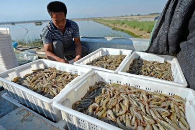 黃河流域生態保護丨孟仿英 跳出漁業抓漁業 跳出養殖抓養殖 水產品養殖新理念