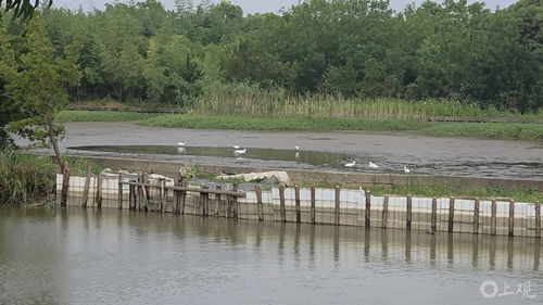 崇明河堤漏洞半年未修，魚塘主痛失水產品 一場持續半年的“泄洪記”
